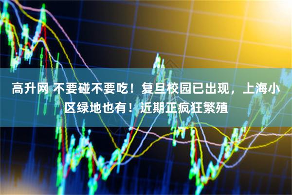 高升网 不要碰不要吃！复旦校园已出现，上海小区绿地也有！近期正疯狂繁殖